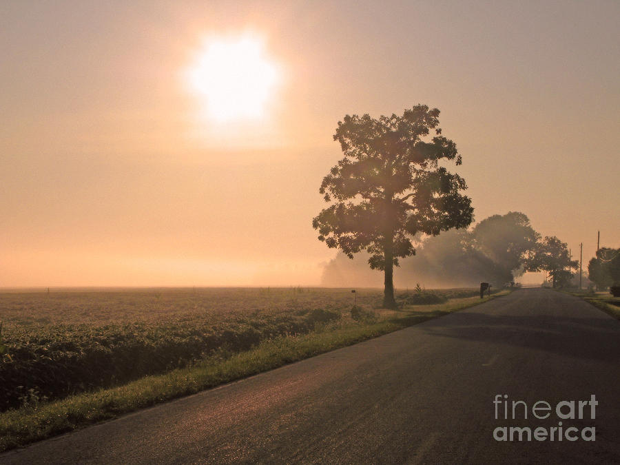 Foggy Sunrise on Soybean Field Photograph by Jack Schultz