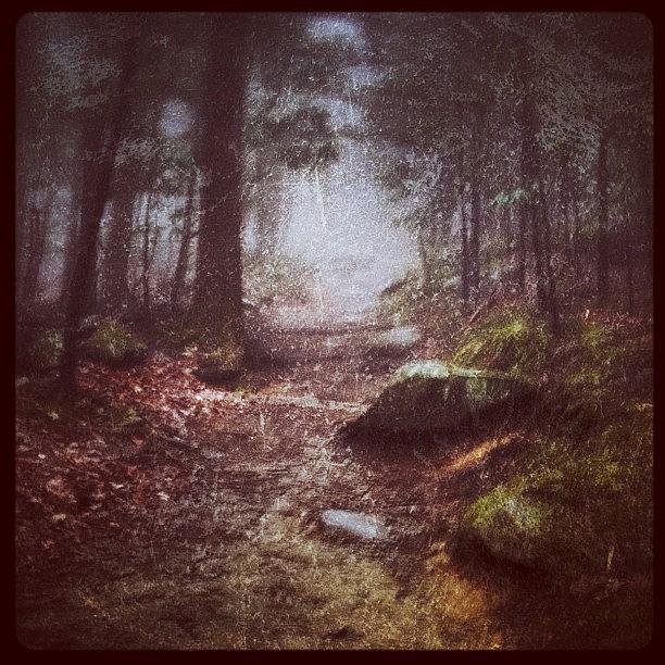 Snapseed Photograph - Foggy Trail by Dave Edens