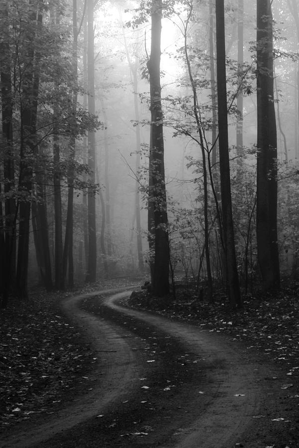 Foggy Trail Photograph by Dave Levinson