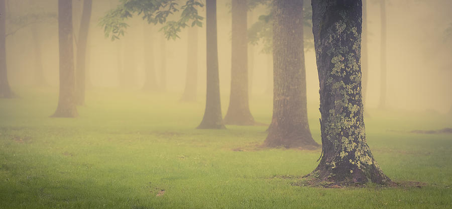 Foggy Trees Pano Photograph by Joye Ardyn Durham