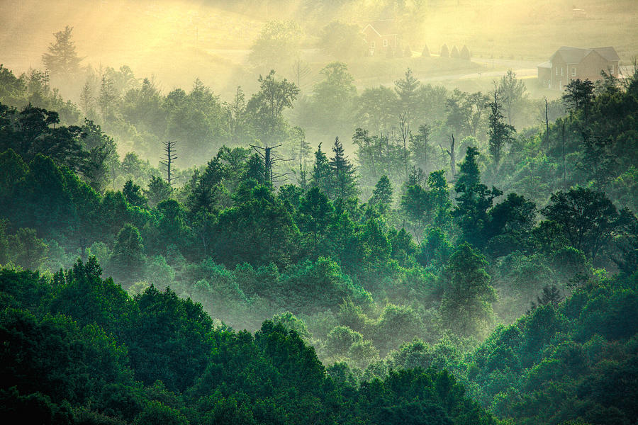 Foggy Treetops Photograph by Dan Carmichael