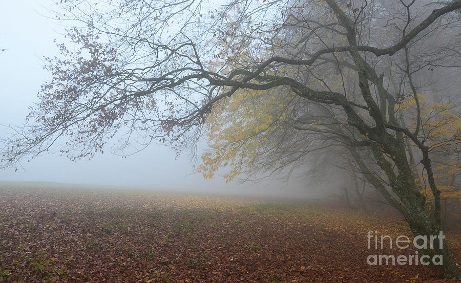 Fogy Forest In The Morning 1 Photograph by Bruno Santoro