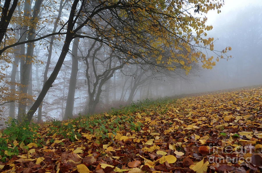Fogy Forest In The Morning 2 Photograph by Bruno Santoro