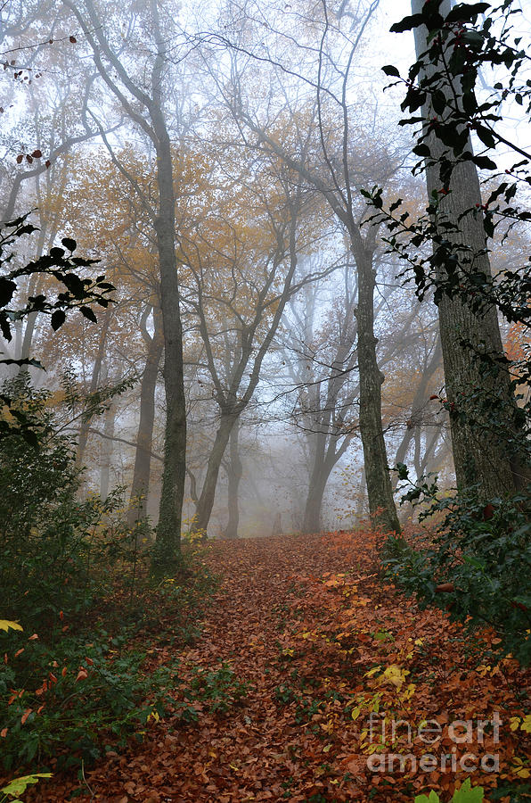 Fogy Forest In The Morning 3 Photograph by Bruno Santoro