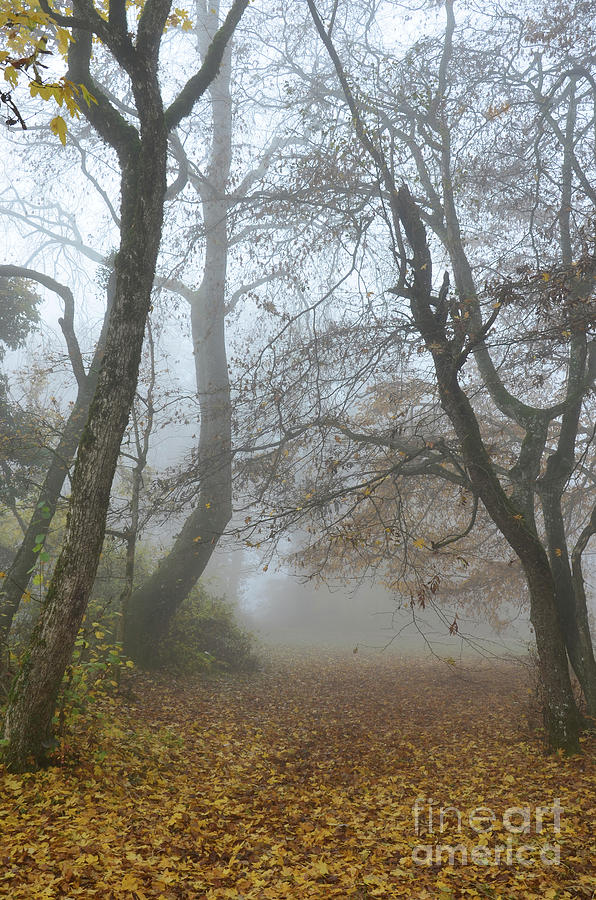 Fogy Forest In The Morning Photograph by Bruno Santoro