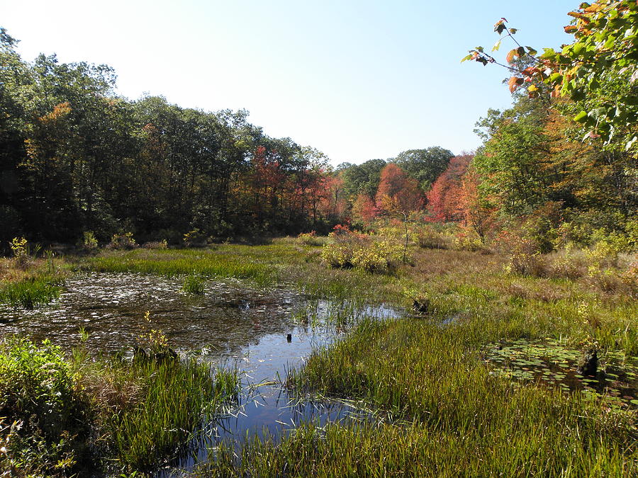 foliage in the swamp lands of CT Photograph by Kim Galluzzo