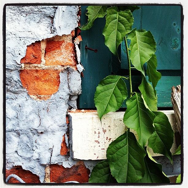 Vintage Photograph - #foliage #leaves #brick #peelporn by IKON Pennie