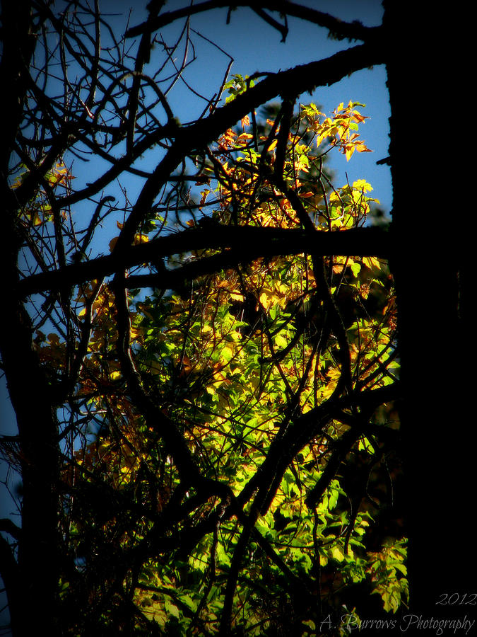 Foliage Through the Branches Photograph by Aaron Burrows