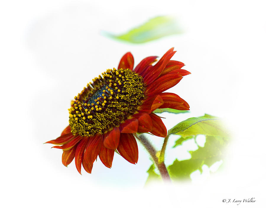 Follow The Sun Sunflower Digital Art by J Larry Walker