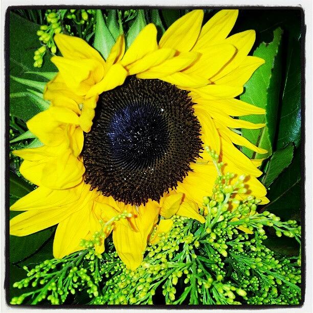 Sunflower Photograph - Follow The Sun warmth happiness by Efstratia Tsipou