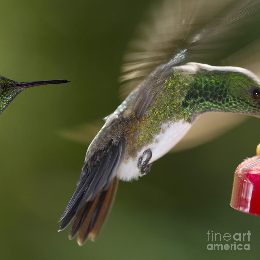 Hummingbird Photograph - Follow-up by Heiko Koehrer-Wagner