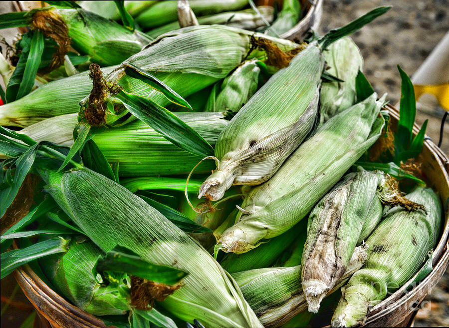 Farm Photograph - Food - Ears of Corn by Paul Ward