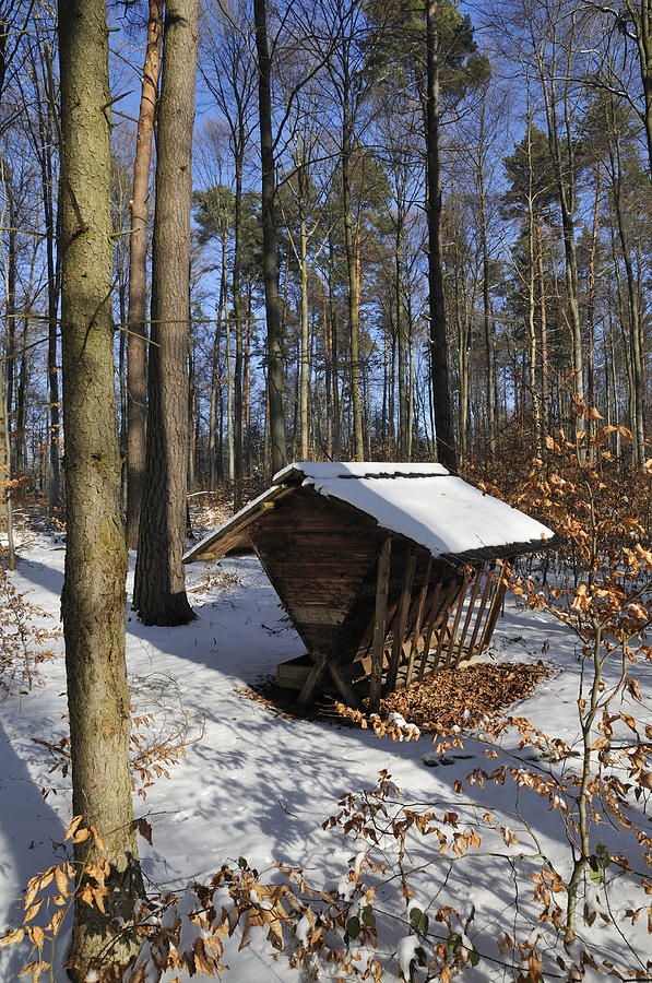 Food point for animals in winterly forest Photograph by Matthias Hauser