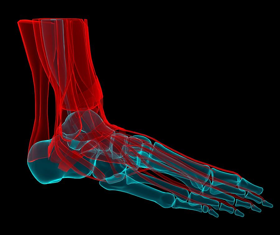 Foot Anatomy, Artwork Digital Art by Andrzej Wojcicki