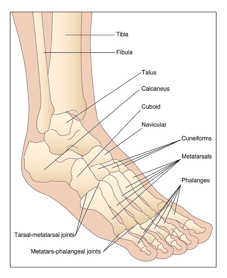 Foot Bones, Artwork Photograph by Peter Gardiner - Fine Art America