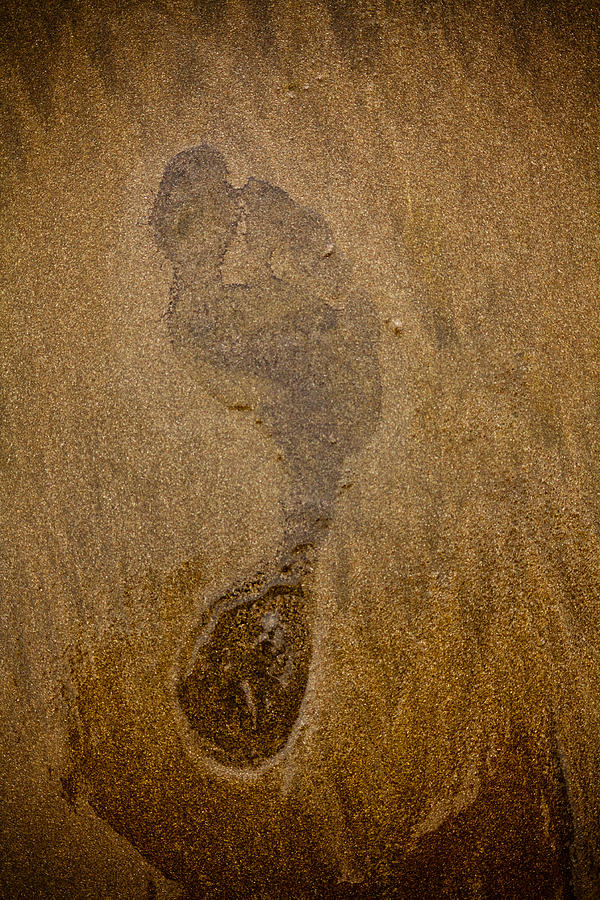 Footprint in the Sand Photograph by Anthony Doudt