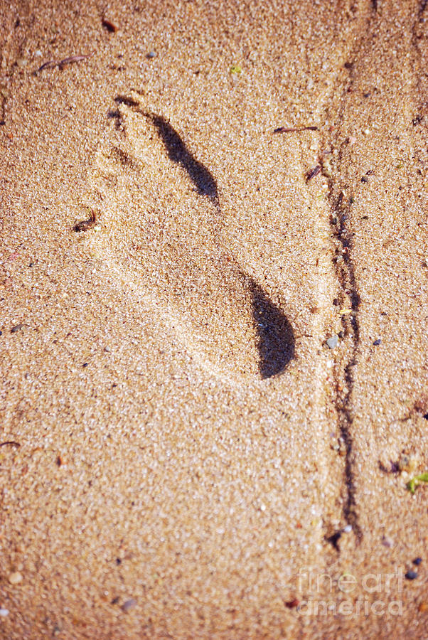 Summer Photograph - Footprint In The Sand by HD Connelly