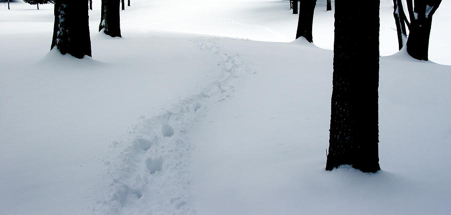 Footprint trail through the snow in the woods Photograph by Randall Nyhof