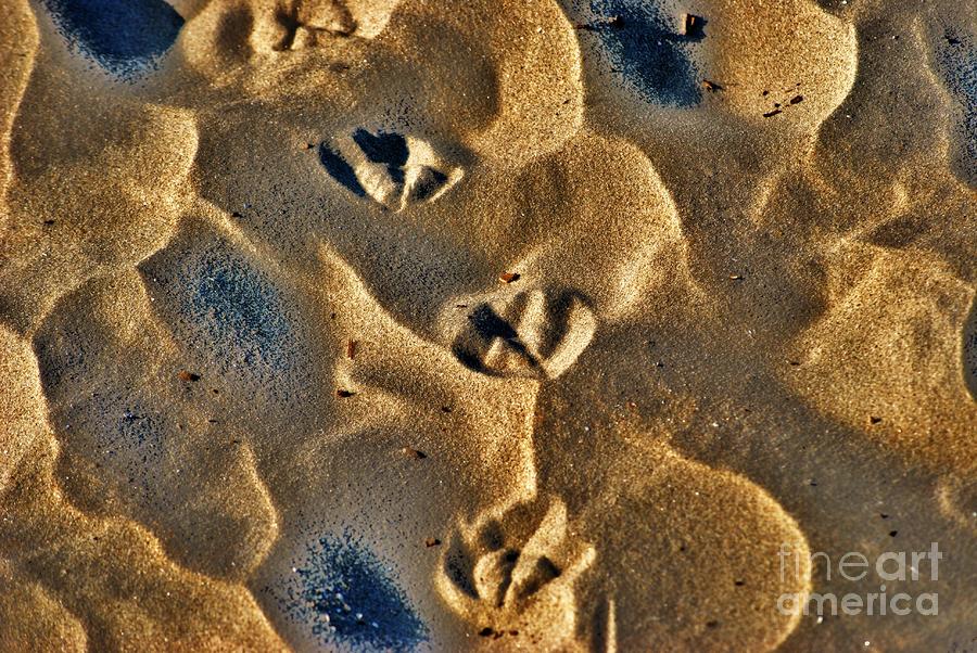 Footprints Photograph by Frank Larkin