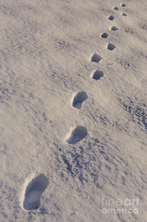 Footprints in snow Photograph by Sami Sarkis - Fine Art America