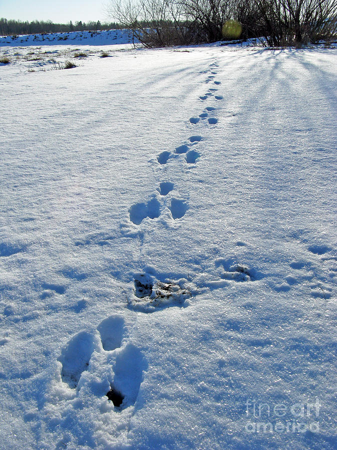Winter Photograph - Footprints In The Snow. Bunny. by Ausra Huntington nee Paulauskaite