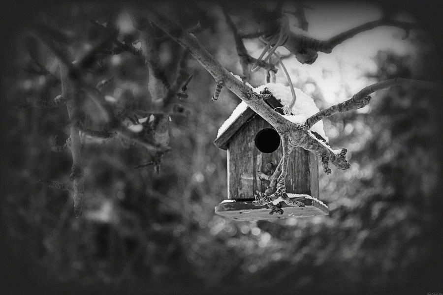 Bird House Photograph - For The Birds by Miss Dawn