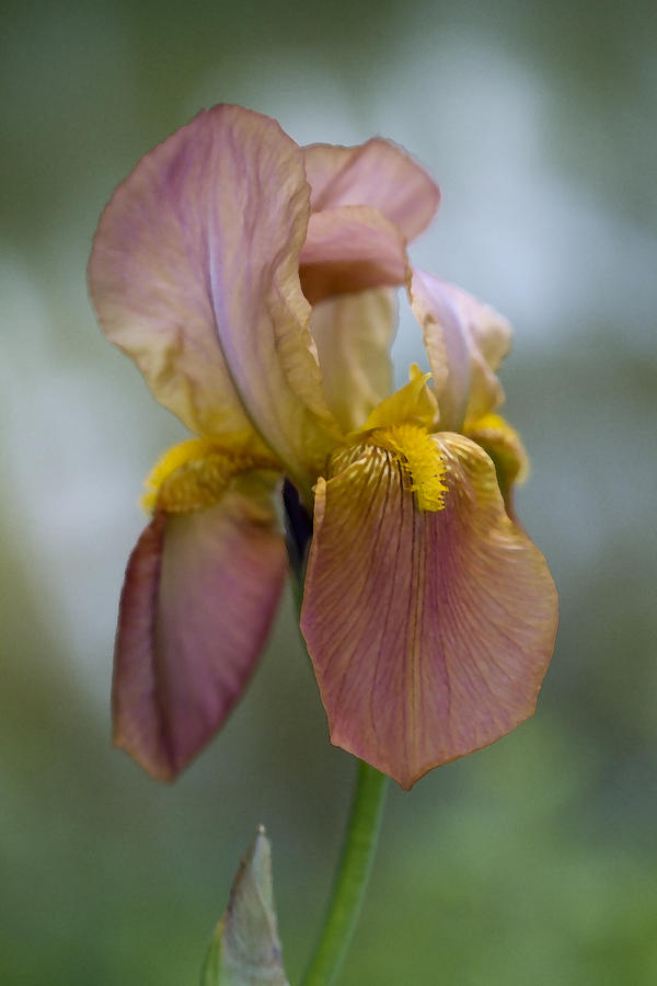 For The Love Of Iris Photograph by Kathy Clark