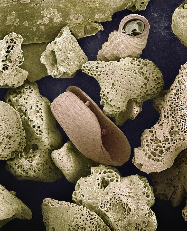 Foraminiferans Molluscs and Bryozoans SEM Photograph by Albert Lleal