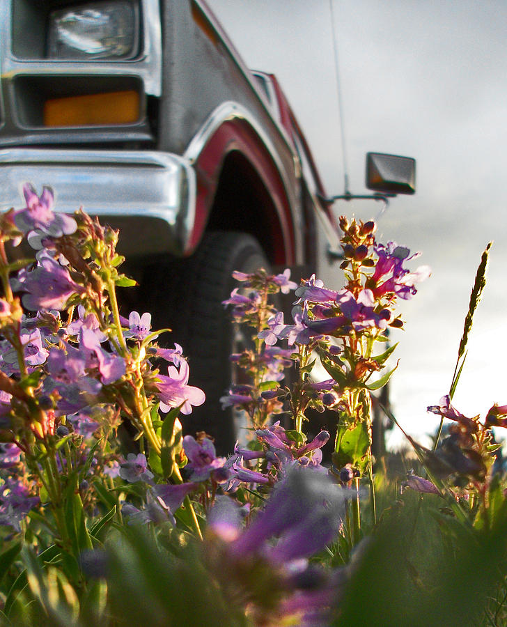 Flower Photograph - Ford tough by Wesley Hahn