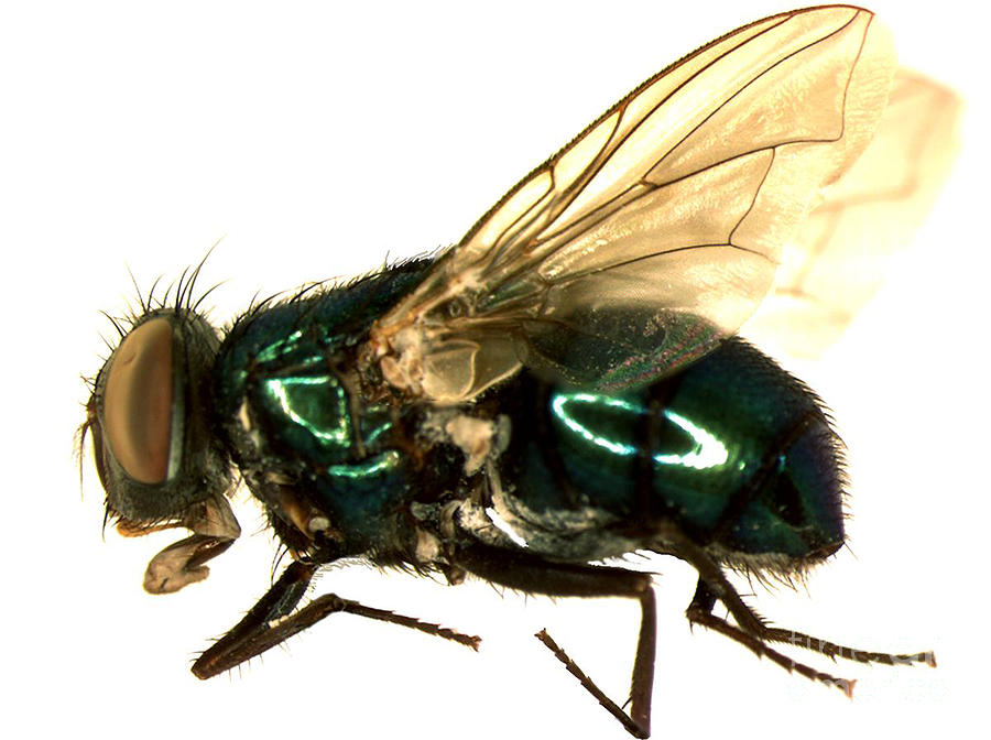 Science Photograph - Forensic Helper, Common Green Bottle by Science Source