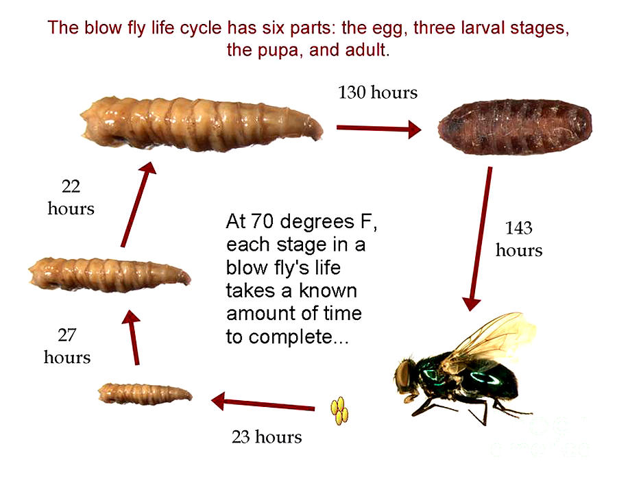 Forensic Helper, Life Cycle Of Blow Fly Photograph by Science Source