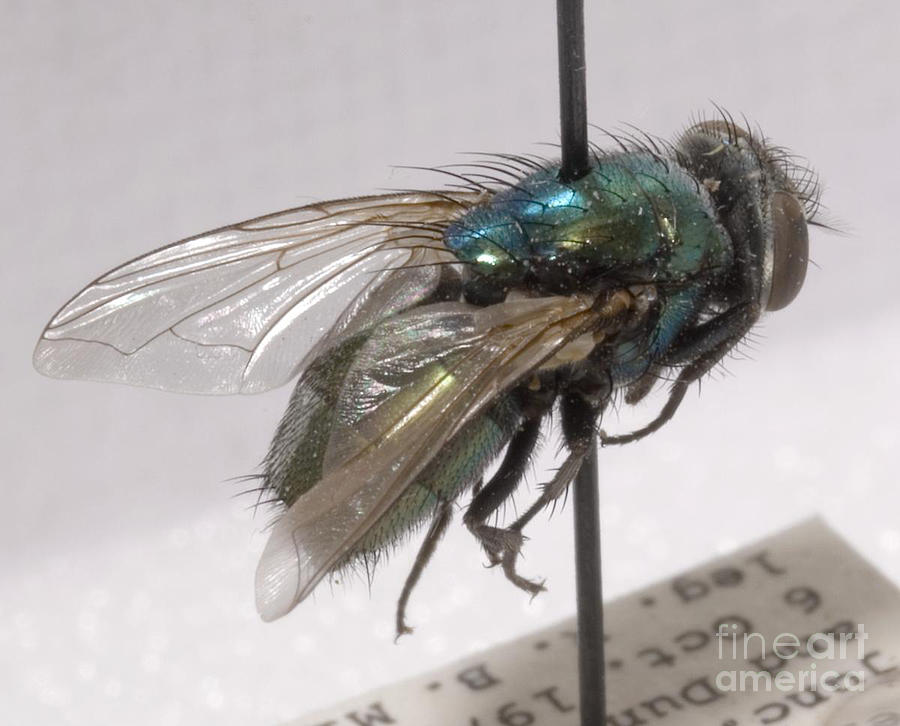 Forensic Helpers, Green Blow Fly Photograph by Science Source