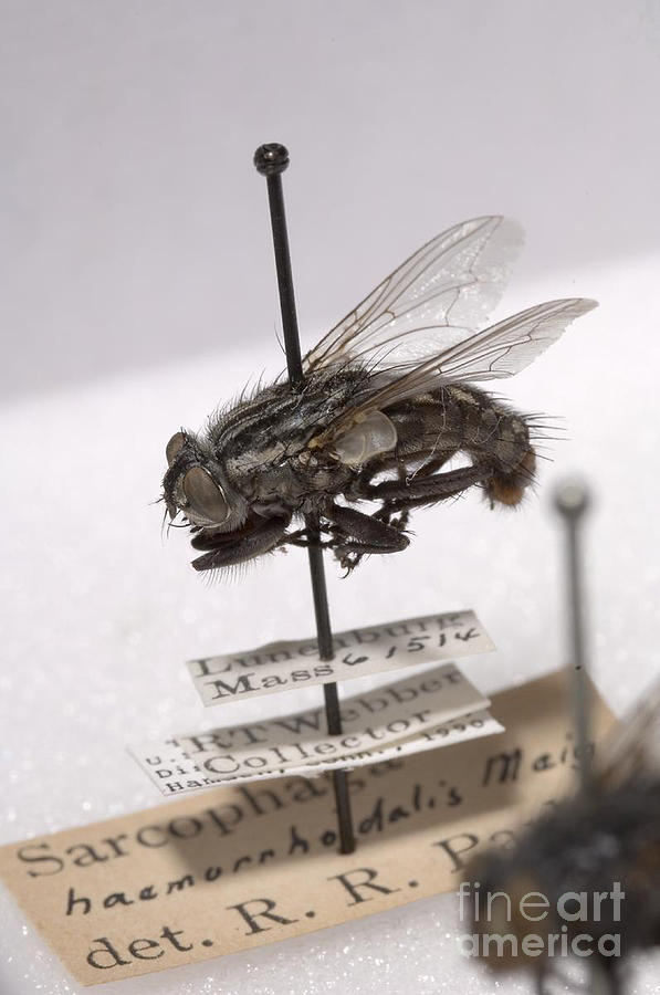 Forensic Helpers, Red-tailed Flesh Fly Photograph by Science Source