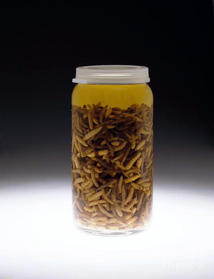 Forensics, Entomological Evidence Photograph by Science Source