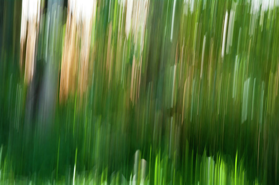 Forest - Abstract Photograph by ShaddowCat Arts - Sherry