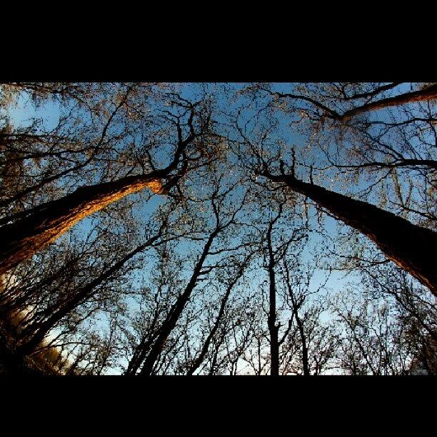 Instagram Photograph - #forest by Avi Dvilansky