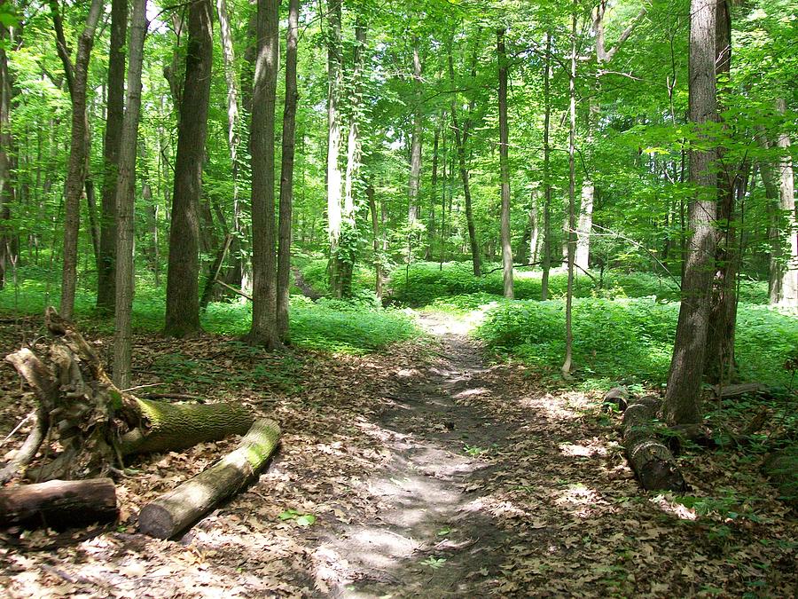 Forest Beauty Photograph by Desiree Johnson - Fine Art America