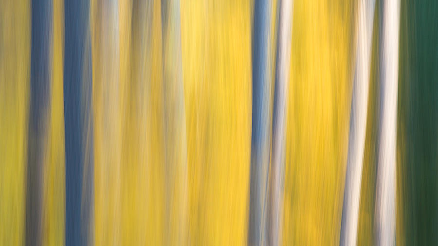 Forest Blur Photograph by Adam Pender