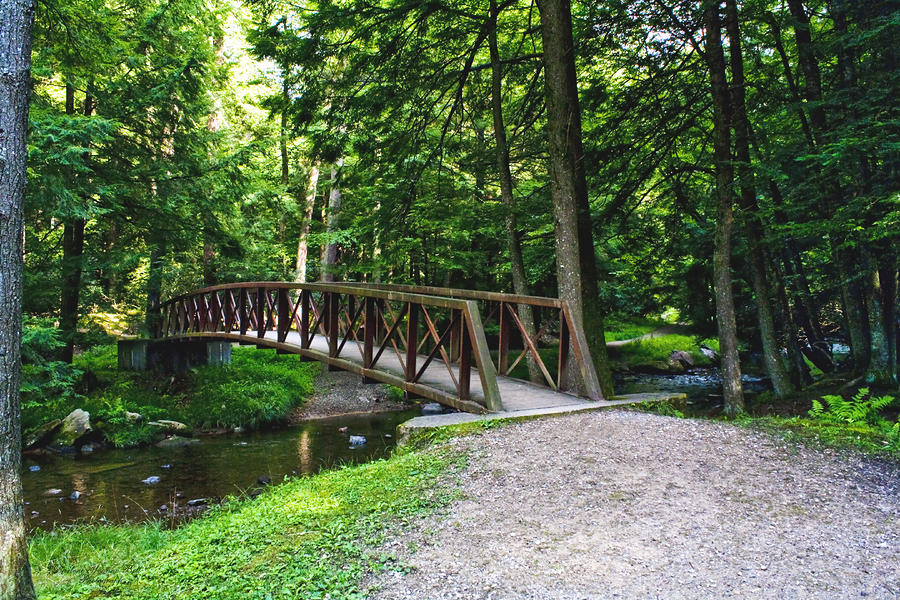 Forest Bridge Photograph by Darlene Bell - Fine Art America