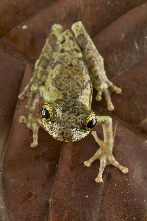 Forest Bromeliad Treefrog Guyana Photograph by Piotr Naskrecki