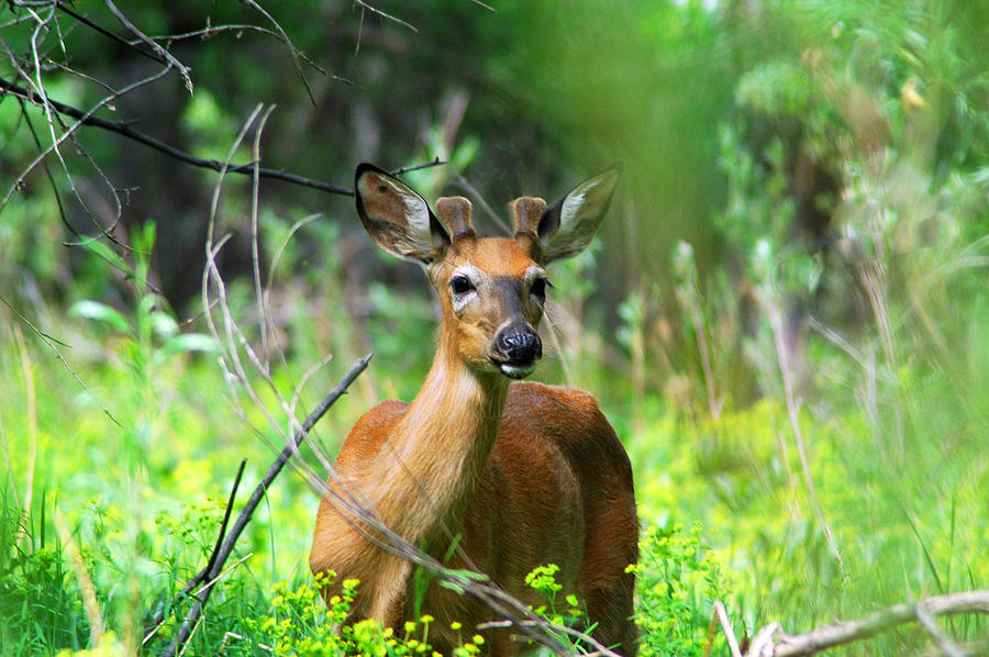 Forest Buck Photograph by Lynn Bauer