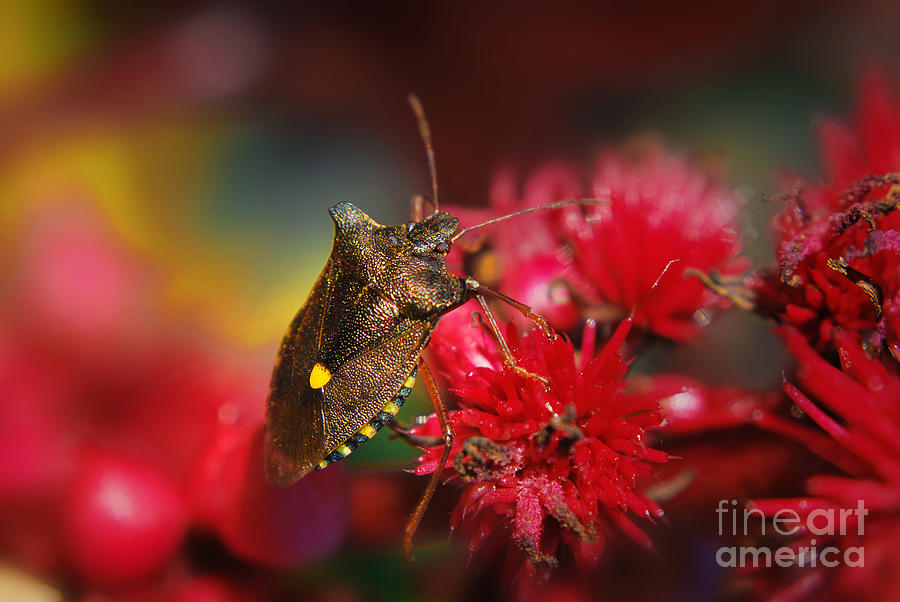 Forest Bug - Pentatoma Rufipes Photograph by Yhun Suarez