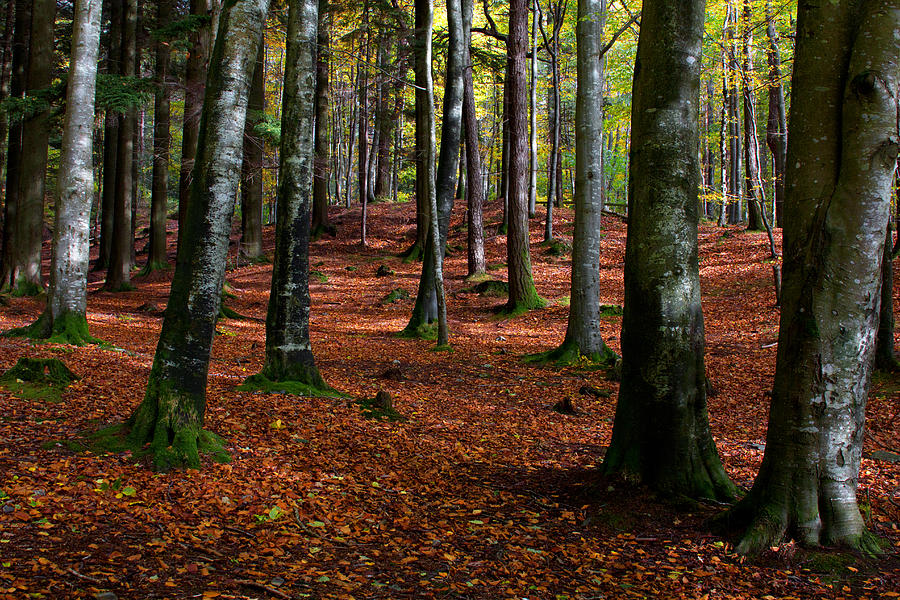 Forest Carpet Photograph by Celine Pollard