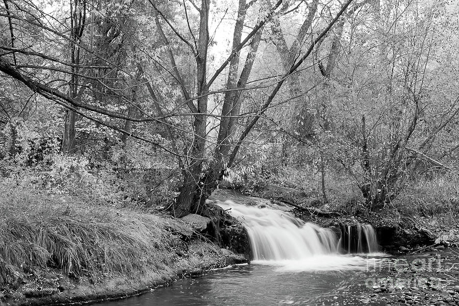 Forest Creek Waterfall in Black and White Photograph by James BO Insogna
