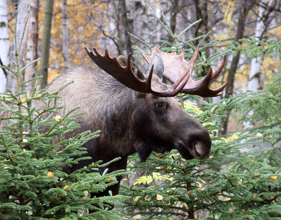 Moose Photograph - Forest Creeper by Doug Lloyd