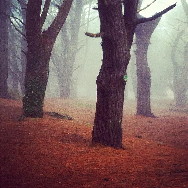 Tree Photograph - #forest #creepy #fog #foggy #trees by Andy Brown