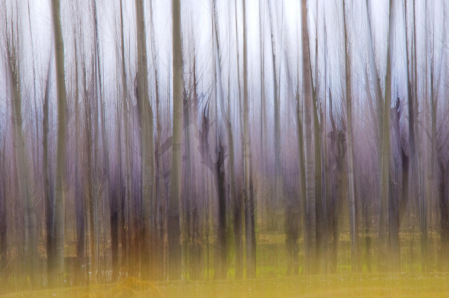 Forest Dream Photograph by Ng  Hock How
