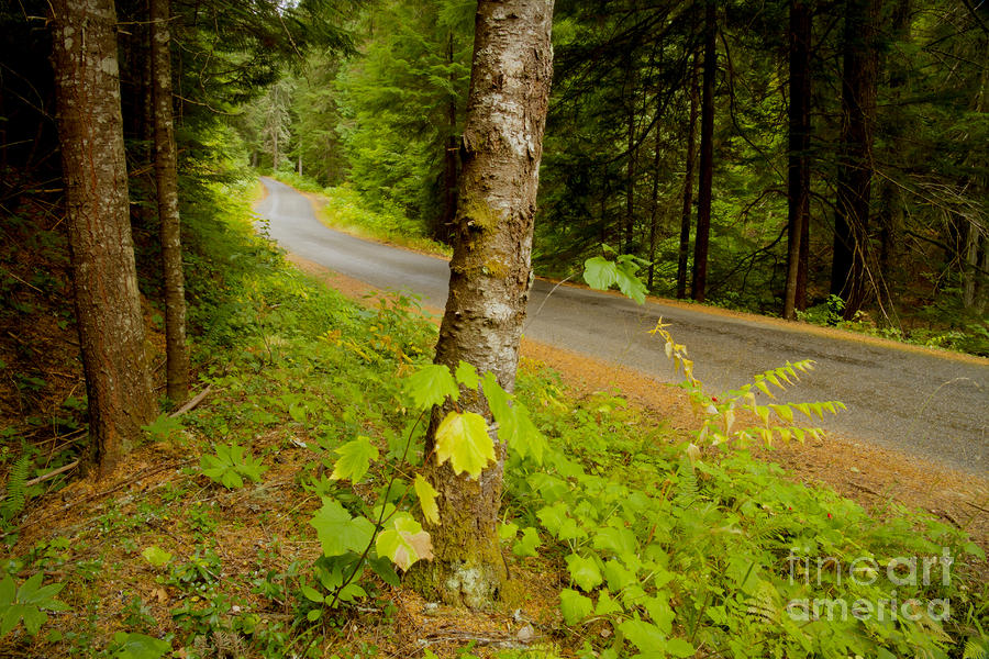 Tree Photograph - Forest Escape by Idaho Scenic Images Linda Lantzy