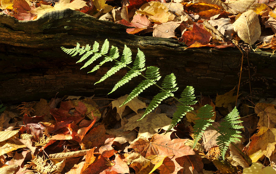 Forest Fern Photograph by Douglas Pike