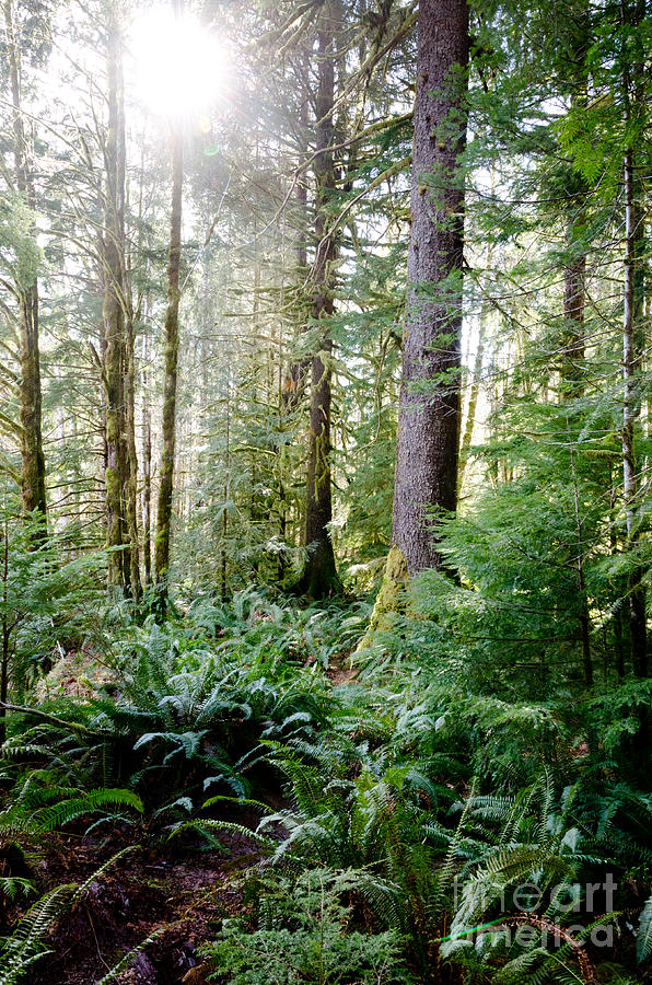 Forest Flare Sunlight In Deep Forest Vancouver Island Interior Bc Photograph